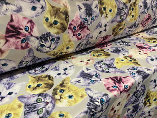 Scuba spandex jersey fabric, per metre - pussy cats print